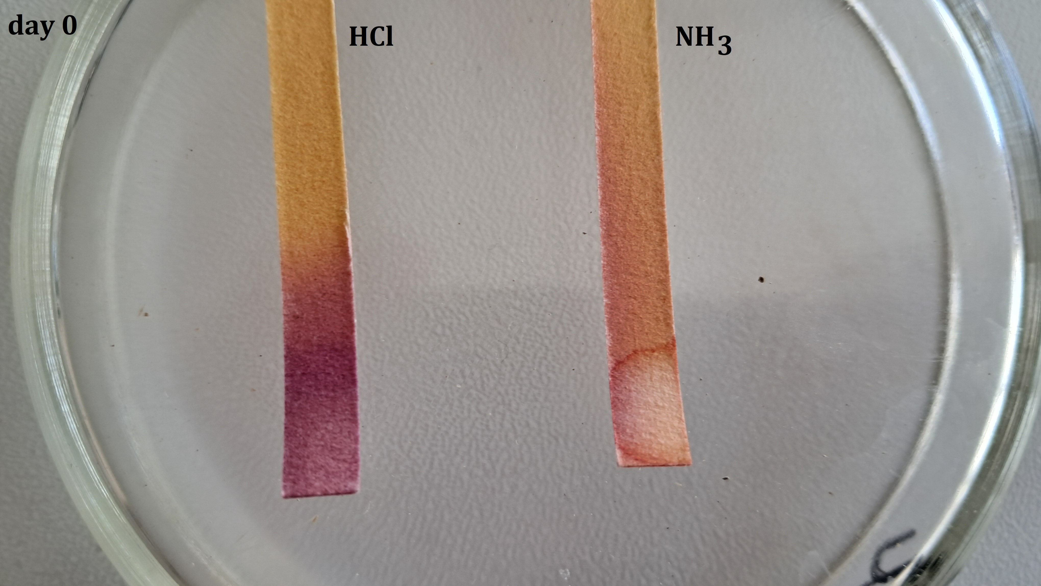 Universal Indicator Paper: Color Change Over Time